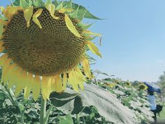 -光明小镇欢乐田园