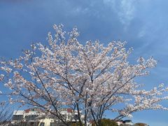 -高东镇樱花园