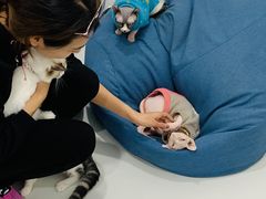 -糯米喵星人·撸猫猫舍咖啡馆(西市场嘉华店)