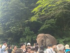 -野象谷景区