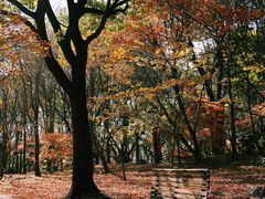 -上海共青森林公园