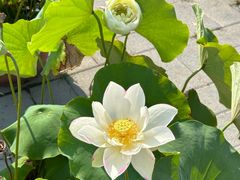 -莲花池公园