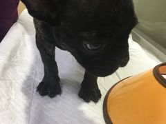 -诺比宠物医院心脏内科·泌尿肾内外科·骨科急重症