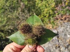 -紫金山索道-售票处