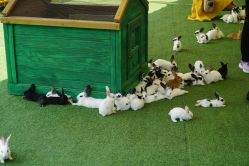 -萌宠亲子动物乐园(槐房万达店)