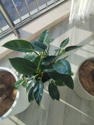 -HEYAN荷妍专业脱毛连锁机构