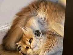 -lincat·猫舍(广州店)