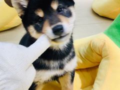 -逗柴咖啡屋·狗咖猫咖宠物桌游