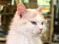 -平行世界·猫咖(首经贸店)