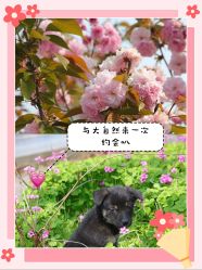 点击看大图 -麦粒鸟亲子游