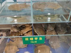 -笨笨甲甲鱼坊(蓝堡湾店)