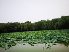 -廊坊市自然公园