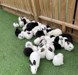 -萌宠亲子动物乐园(槐房万达店)