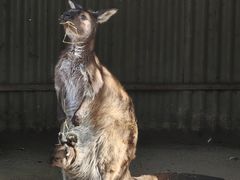 -费瑟代尔野生动物园