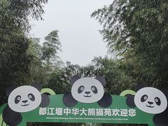 -都江堰中华大熊猫苑