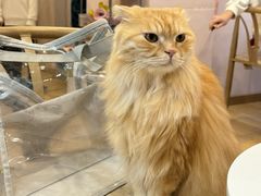 -猫咪派对(江南西店)