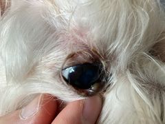 -康旭宠物医院(郑州总院)