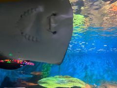 -秦皇岛新澳海底世界
