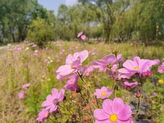 -野鸭湖国家湿地公园