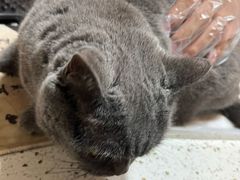 -宠爱国际动物医院·消化内科·心肾内科·ISFM猫友好(望京店)