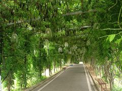 -武汉紫薇都市田园