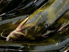 黄辣丁-林上生态鱼园