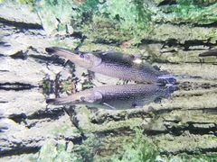 -迪拜水族馆及水下动物园