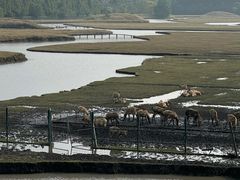 -溱湖国家湿地公园