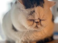 -Cappucimeow猫咪咖啡馆(韦伯时代店)