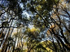 -上海共青森林公园
