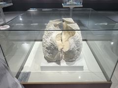 -青岛贝壳博物馆