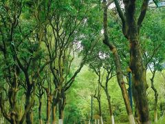 -燕晗山郊野公园