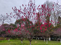 -花溪公园