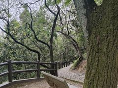 -上海佘山国家森林公园天马山园