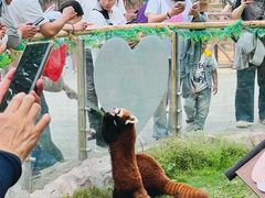 -灵玲国际马戏城