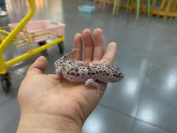 -Moni星球萌宠·小马宝莉·灵蛇·高端高阶全萌宠互动体验俱乐部(红豆国际广场店)