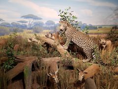 -陕西自然博物馆