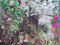 -呀路古热带植物园