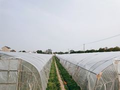 -小鱼草莓采摘园农家乐·小鱼餐厅