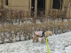 -全聚德烤鸭店(准噶尔路店)