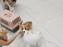 -乐琪宠物医院·犬猫专科·骨外科·急重症