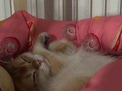 -翊宠yipet猫狗购宠庄园犬舍•猫舍