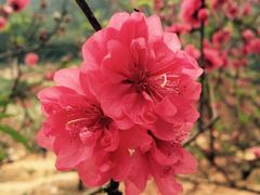 -南国桃园旅游度假区