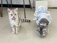 -共舞时光猫咖·狗咖(新街口店)