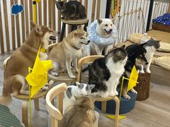 -柴迷FANS CLUB·柴犬狗咖·猫咖