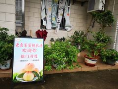 -老袁家蜜桃农场·阳山水蜜桃