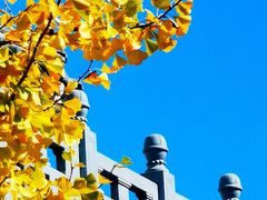 -千年银杏谷文化旅游区