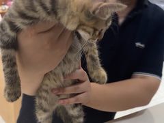 -艾贝尔宠物医院·24H转诊中心·肿瘤猫专科(江宁双龙店)