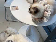 -怪兽屋·羊驼·猫咖·狗咖(俊华广场店)