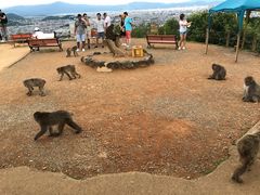 -岚山猴子公园